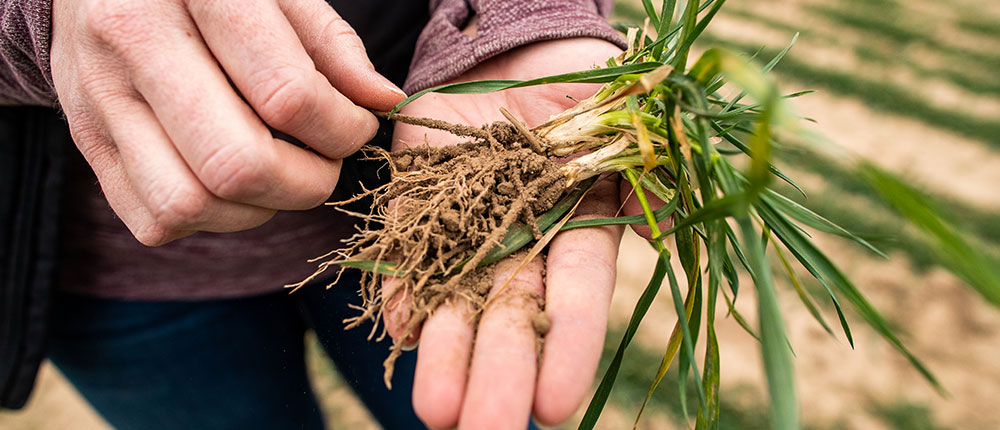 Plant in someone's hands, including roots